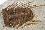 Two Spiny Selenopeltis Trilobites - Erfoud, Morocco #300377-2